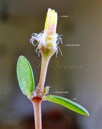  Flowering branch